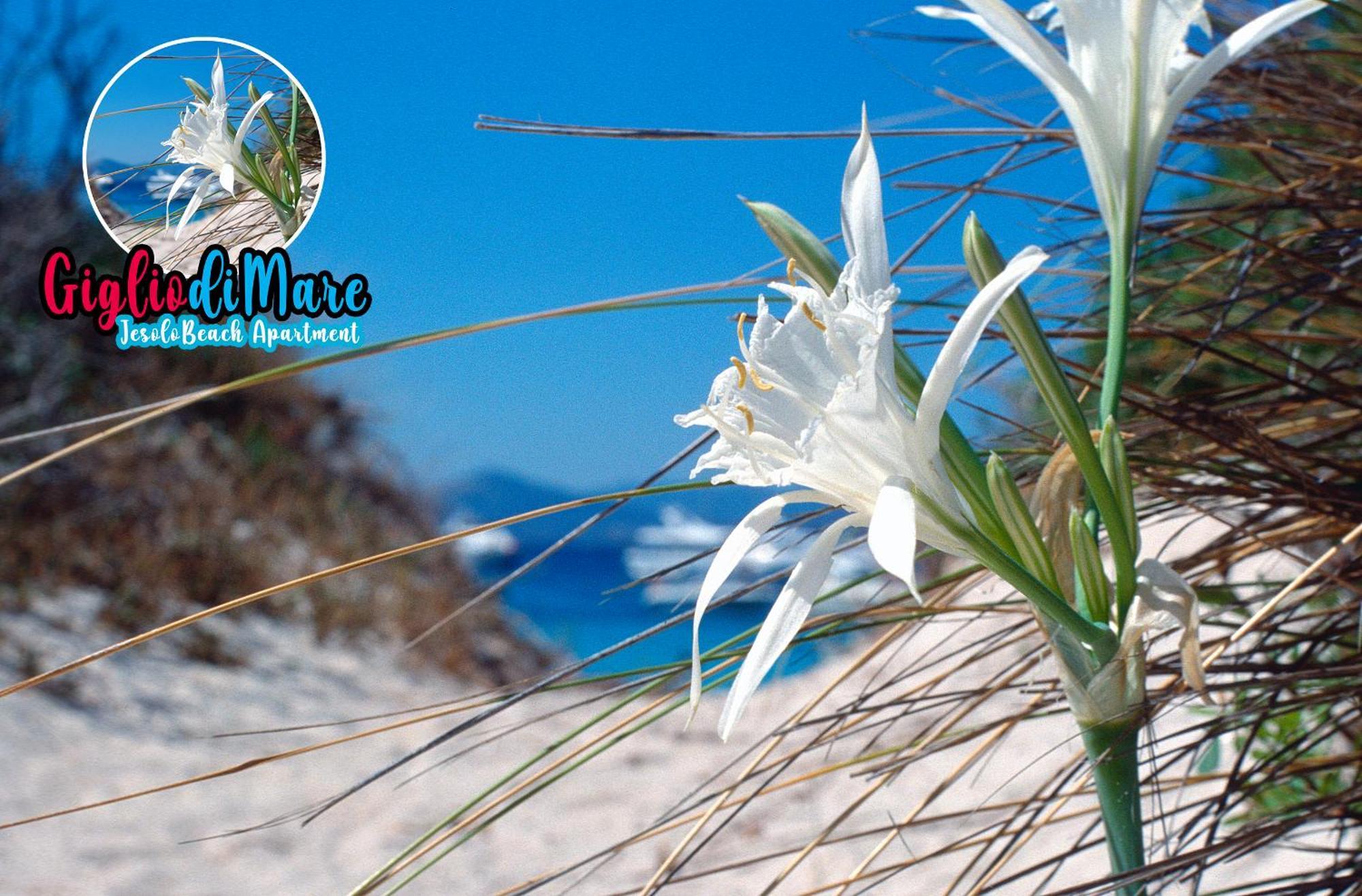 Giglio Di Mare Appartamento *